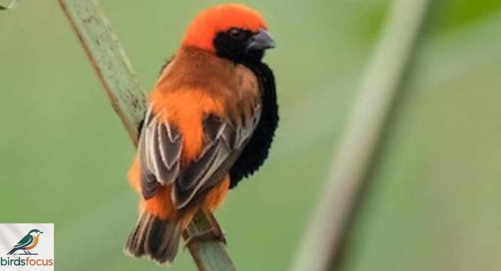 Zanzibar Red Bishop
