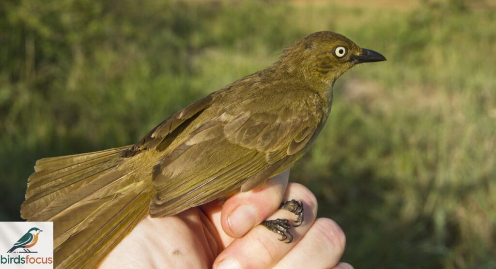 Zanzibar Sombre Greenbul