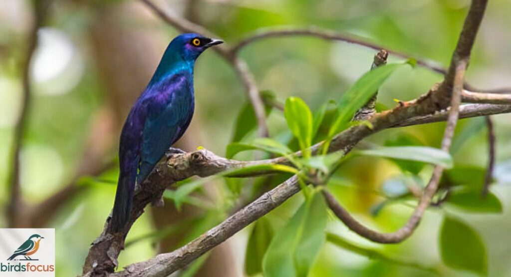 Zanzibar Sunbird