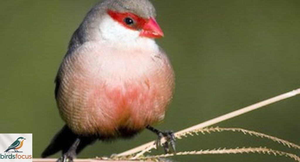 Zanzibar Waxbill