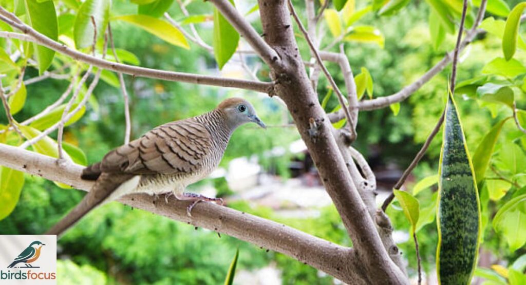 Zebra Dove