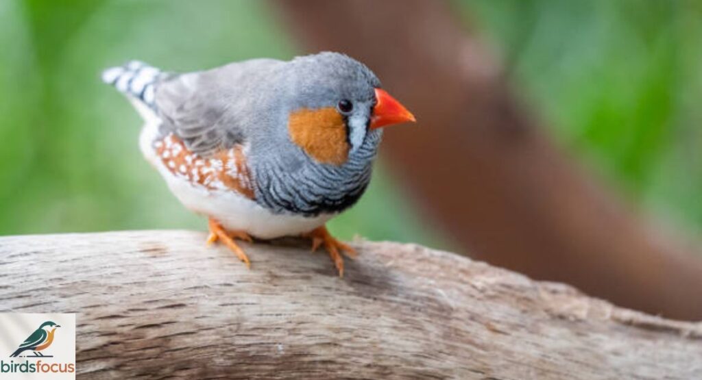 Zebra Finch