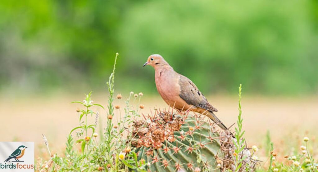 Zenaida Dove