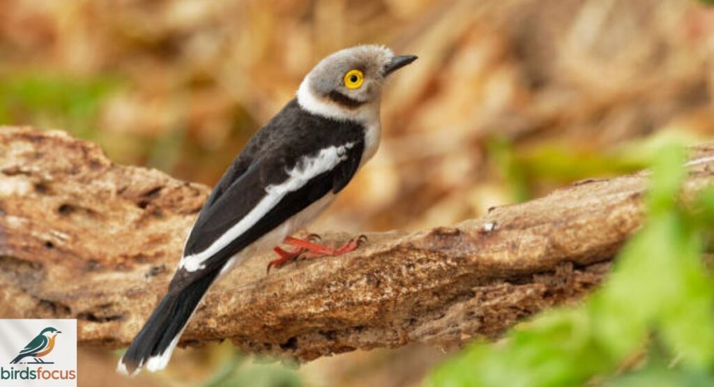 Zimbabwe Batis
