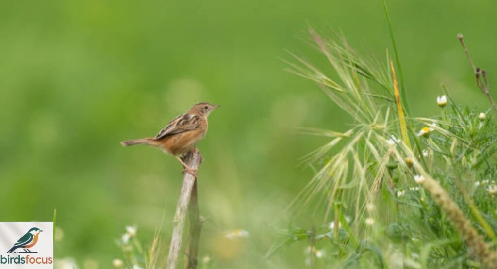 Zitting Cisticola