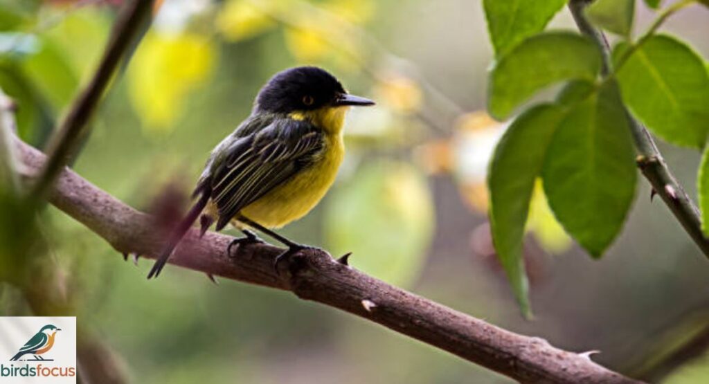 Zulian Tody-Flycatcher