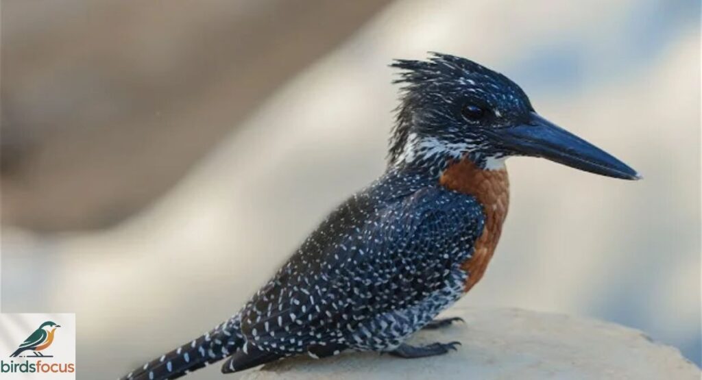 Zulu Kingfisher