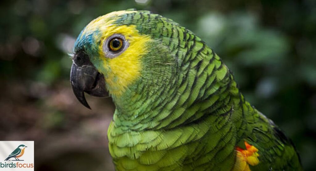 Amazon Parrot
