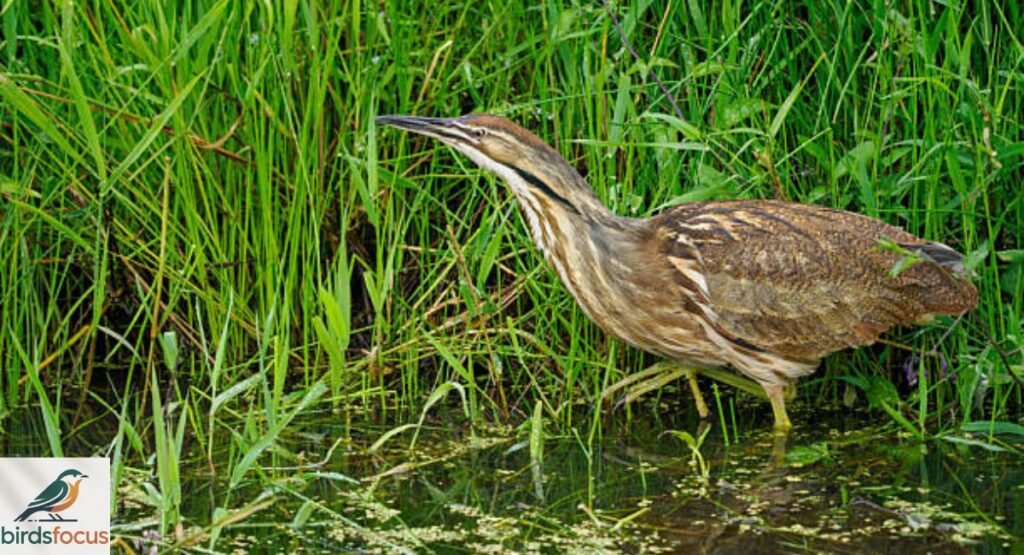 American Bittern