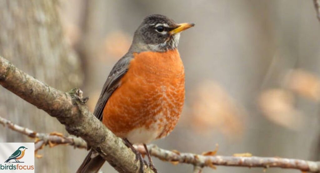 American Robin