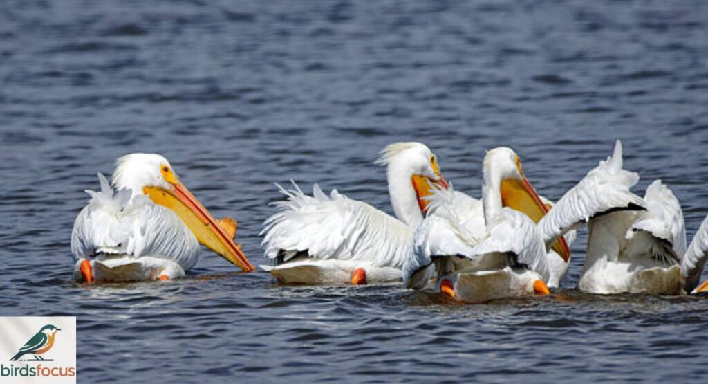 American White Pelican