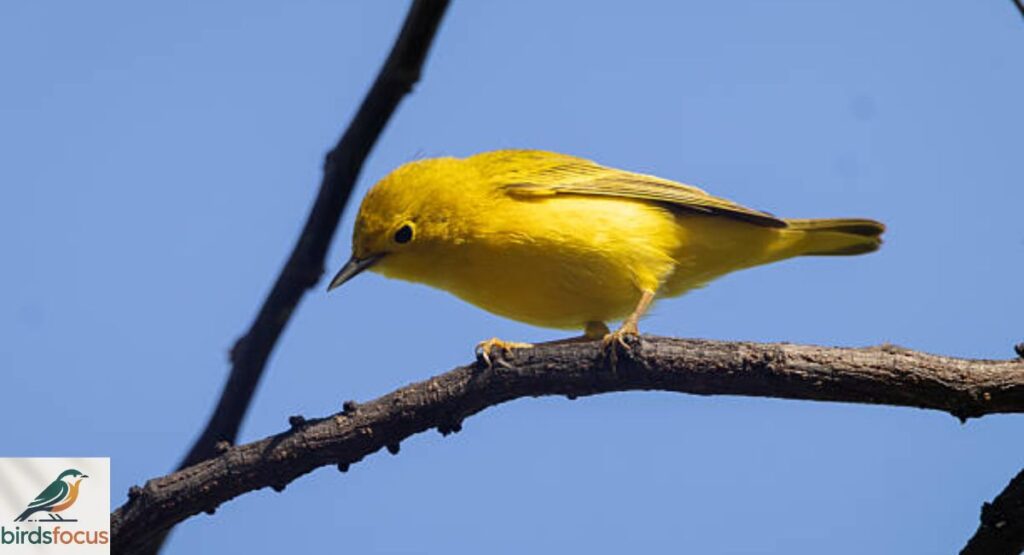 American Yellow Warbler