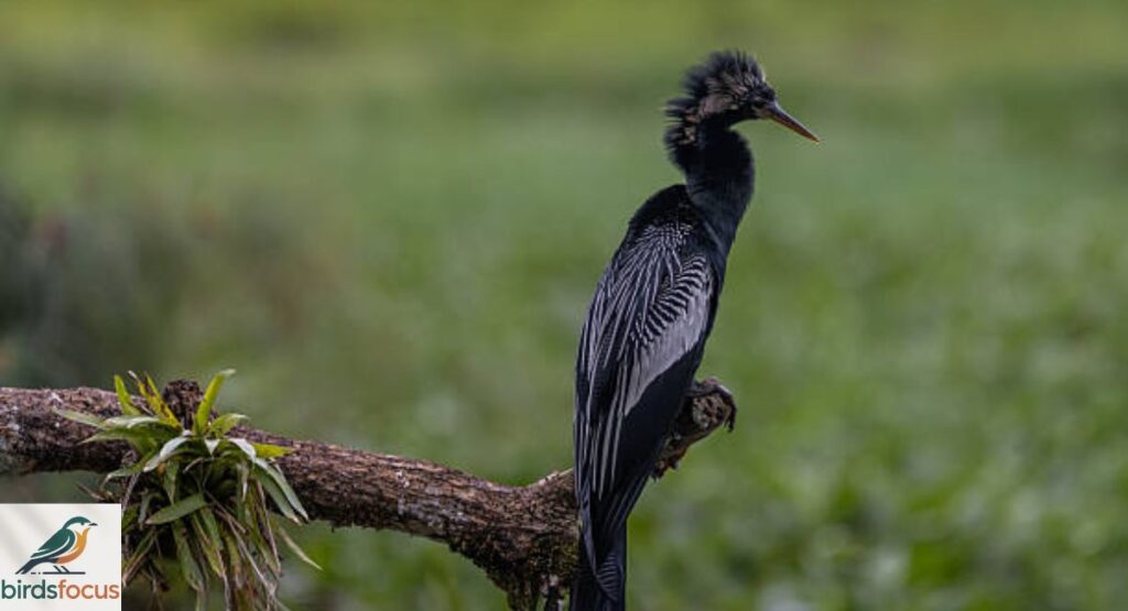 Anhinga
