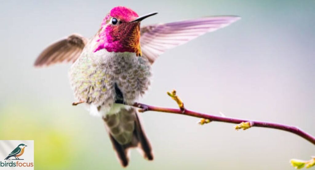 Anna’s Hummingbird