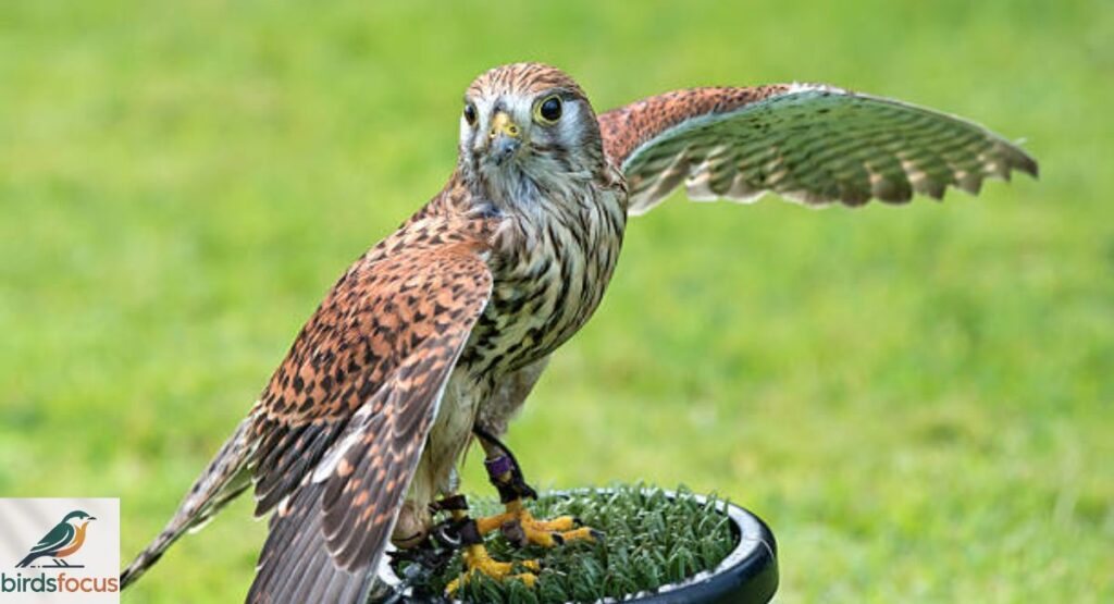 Attracting Birds of Prey to Your Garden