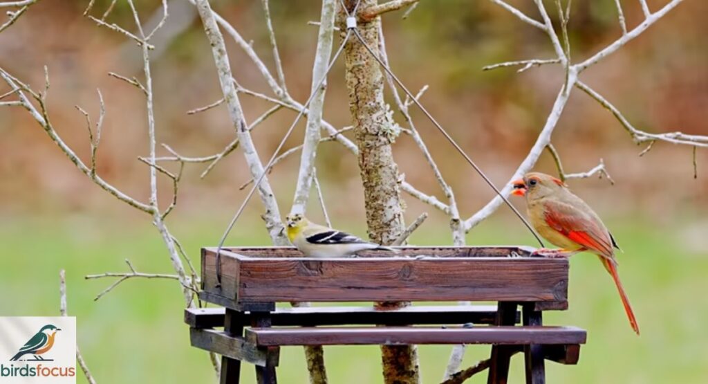 Attracting Different Types of Birds