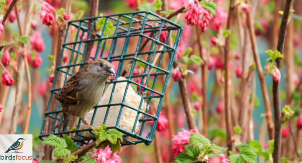 Attracting Wild Birds to Your Garden Naturally