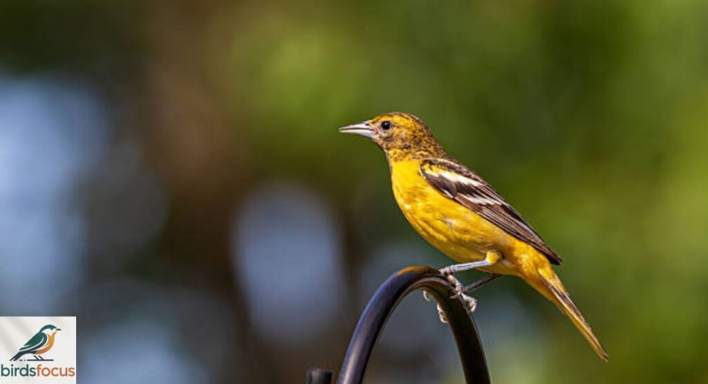 Baltimore Oriole (Female)