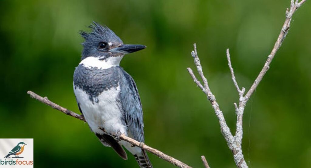 Belted Kingfisher