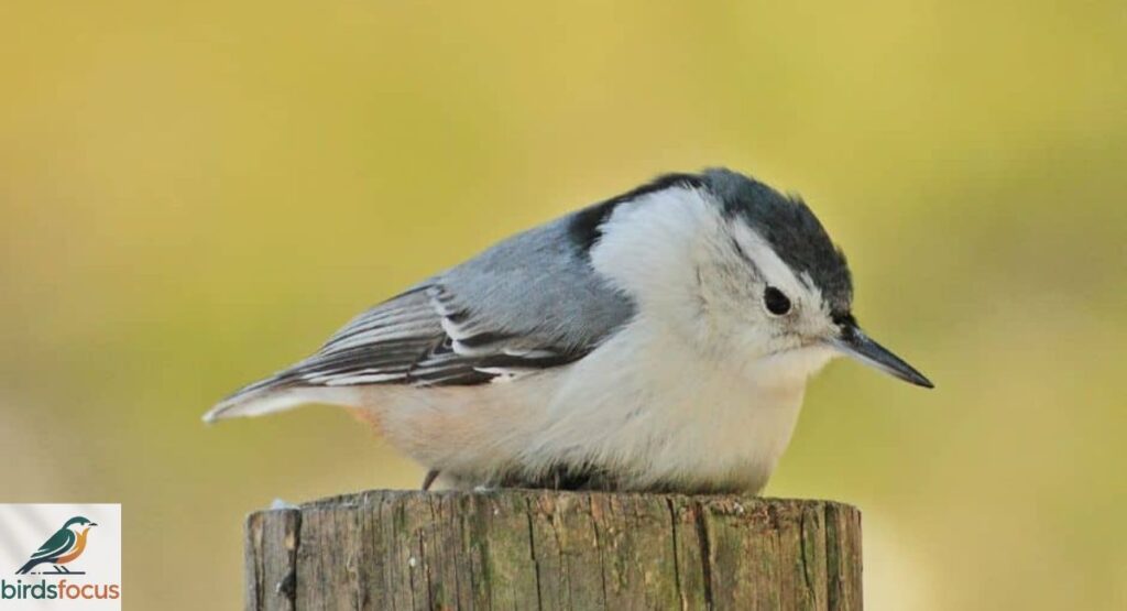 Black and White Bird Species
