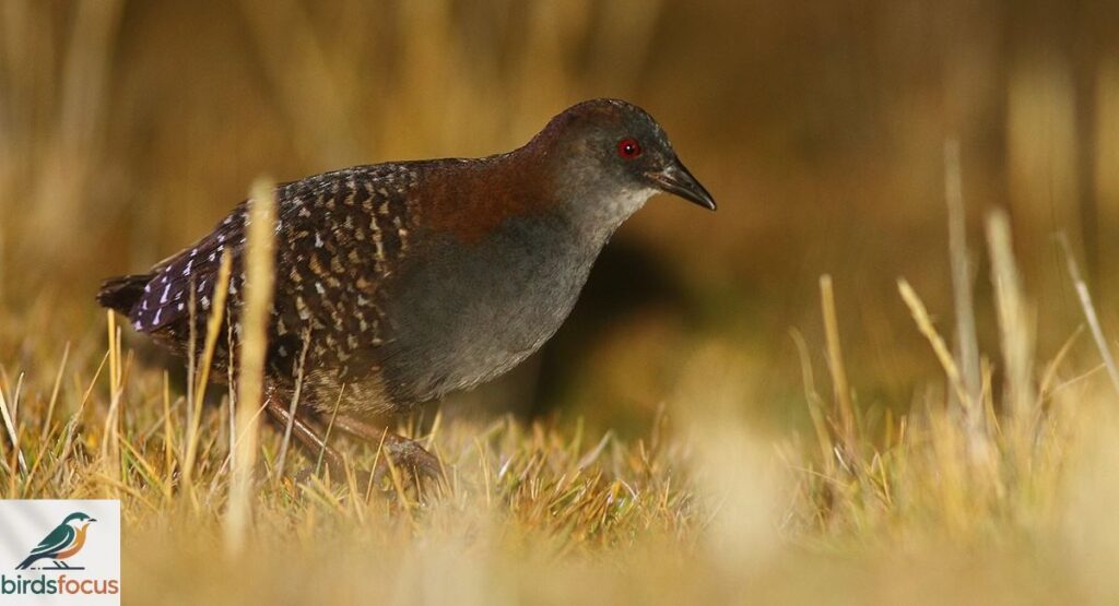 Black Rail