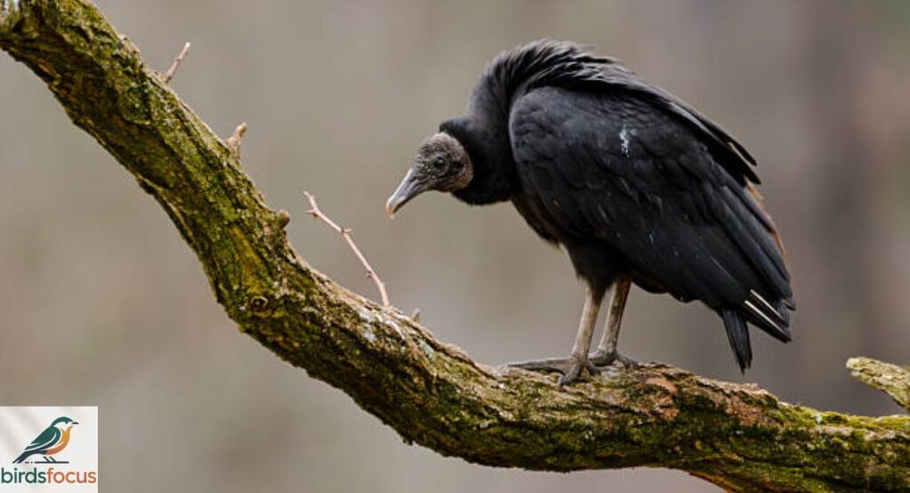 Black Vulture