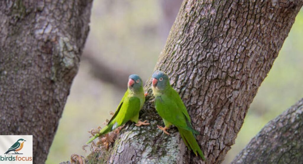 Blue-crowned Parakeet