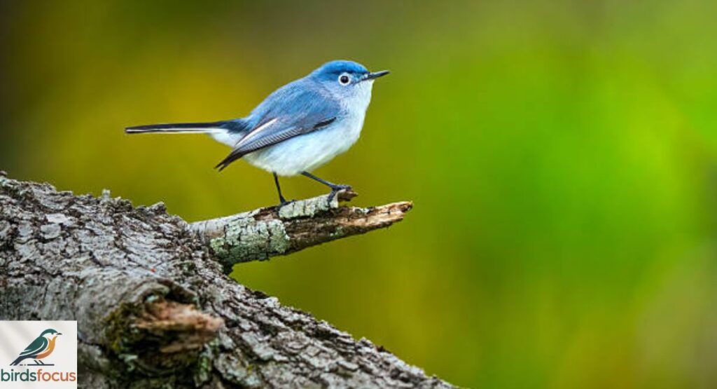 Blue-gray Gnatcatcher