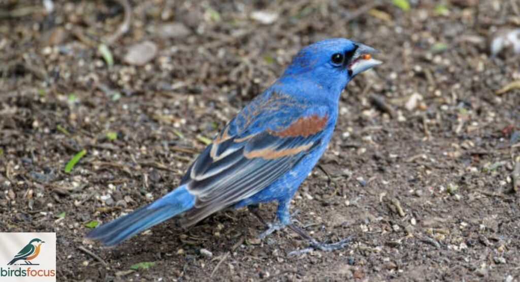 Blue Grosbeak
