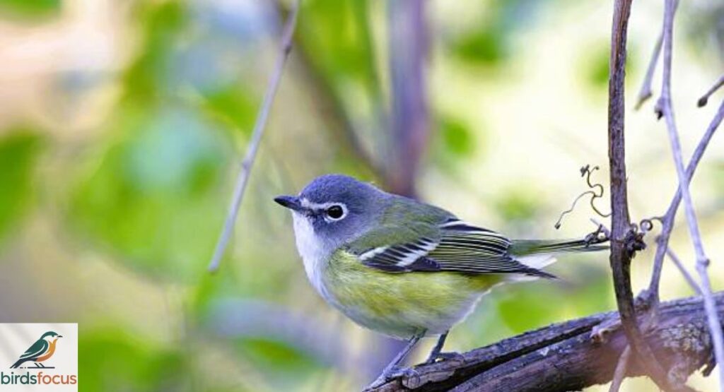Blue-headed Vireo