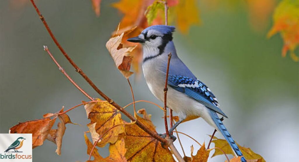 Blue Jay