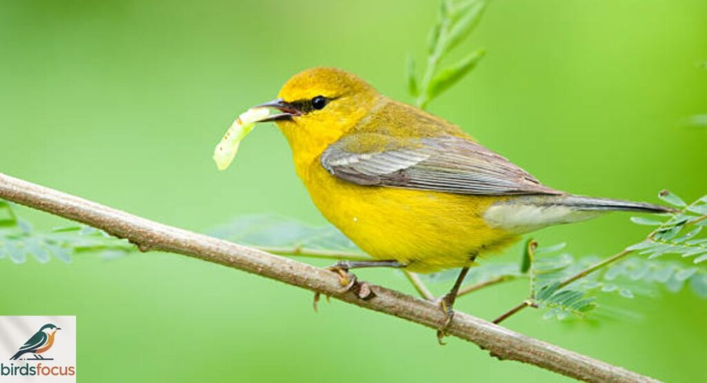 Blue-winged Warbler