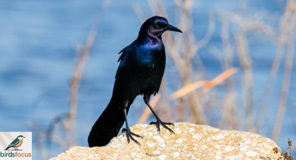 Boat-tailed Grackl