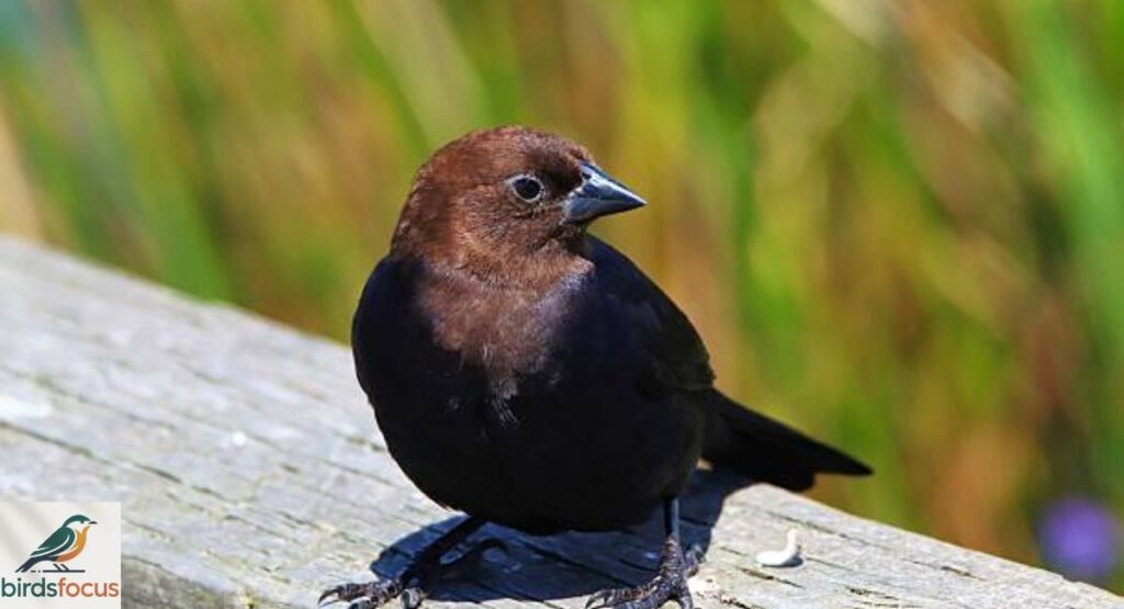 Brown-headed Cowbird