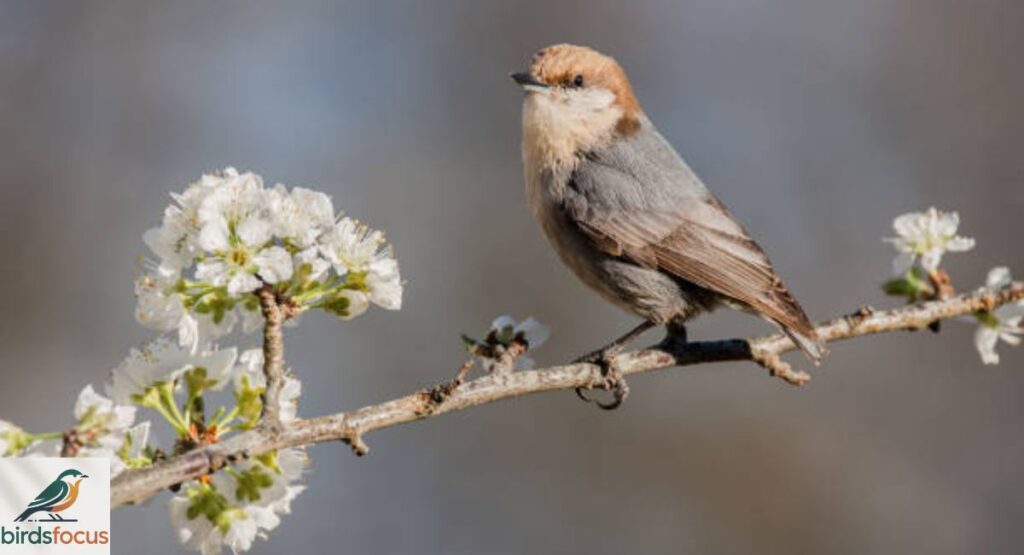 Brown-headed Nuthatch