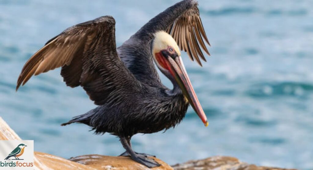 Brown Pelican