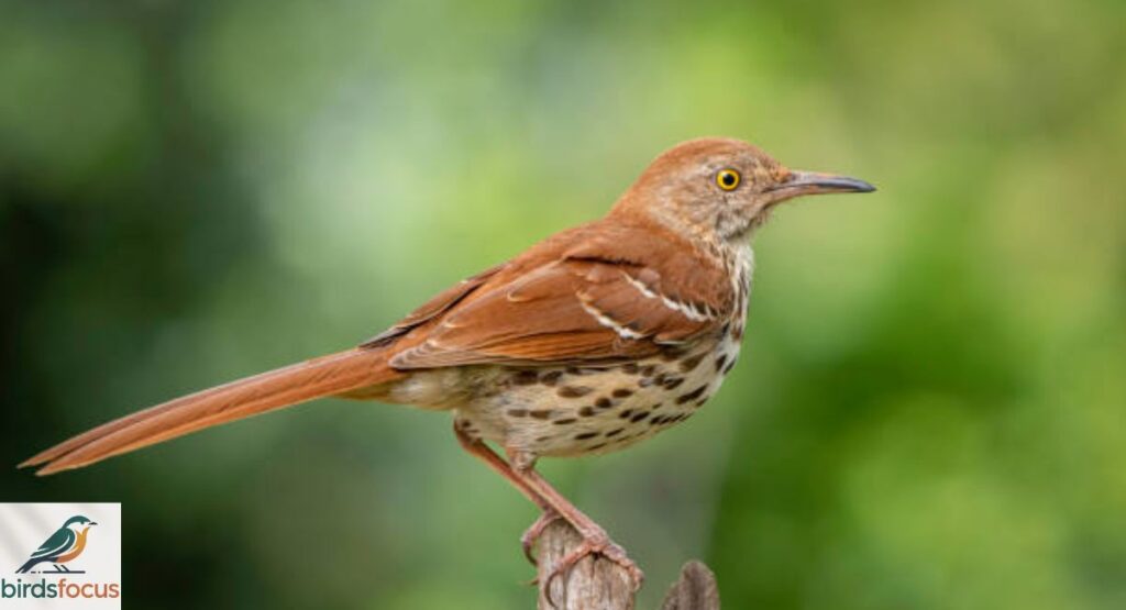Brown Thrasher