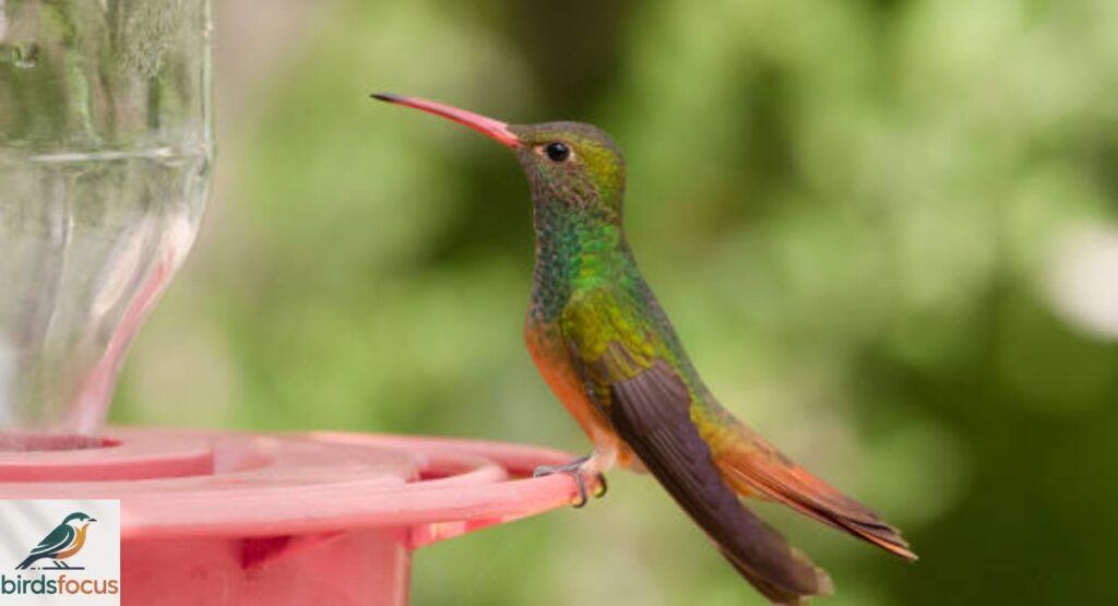 Buff-bellied Hummingbird