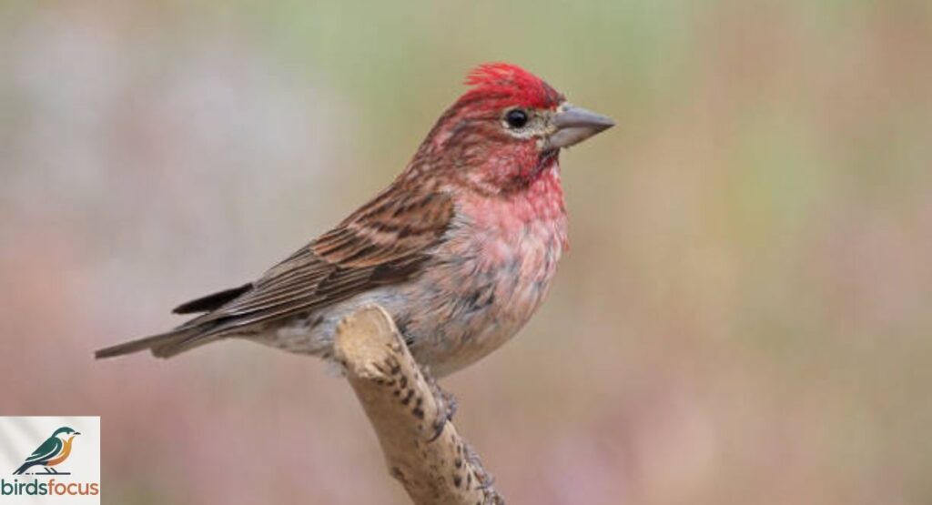 Cassin’s Finch