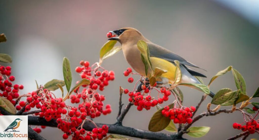 Cedar Waxwing