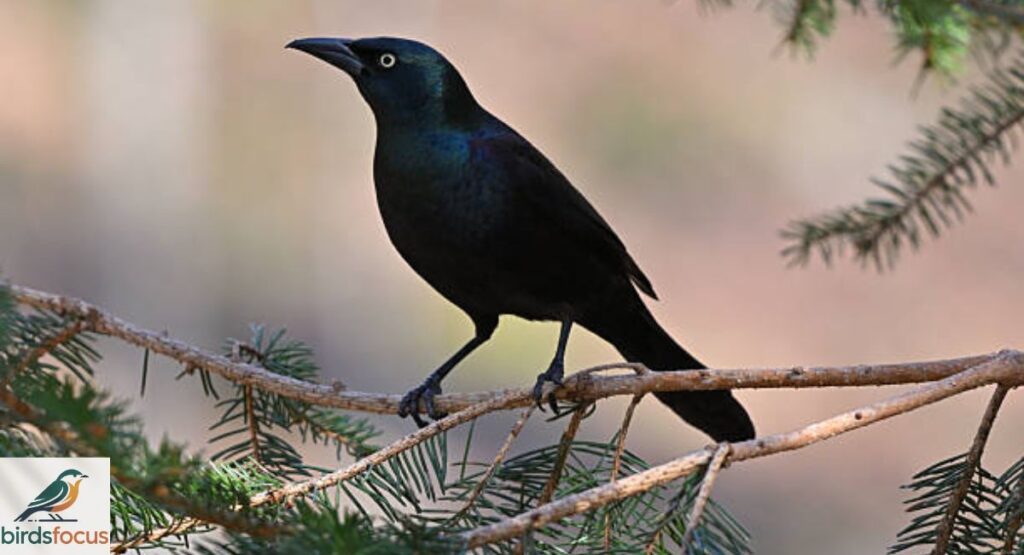 Common Grackle