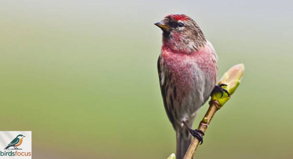 Common Redpoll