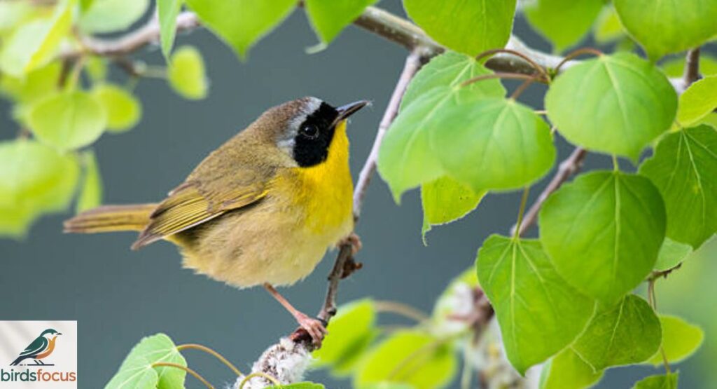 Common Yellowthroat