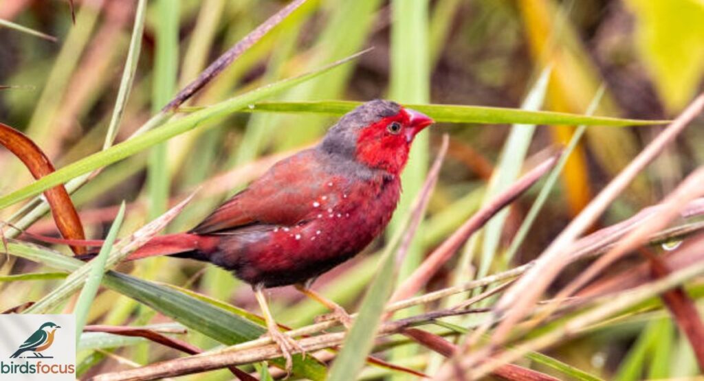 Crimson Finch