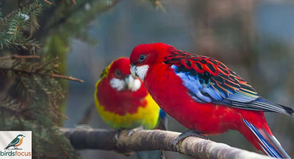 Crimson Rosella