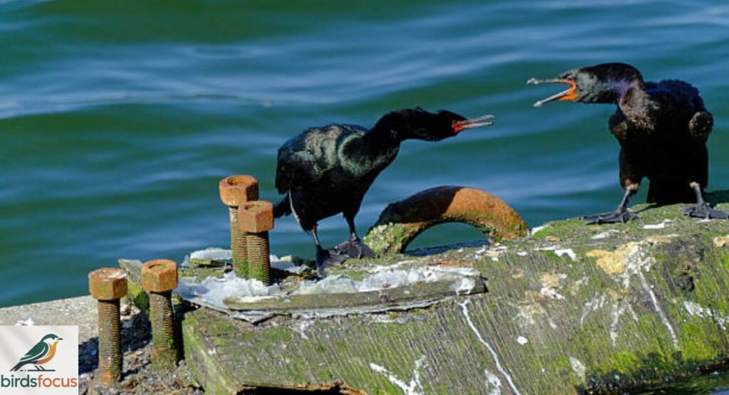 Double-crested Cormorant