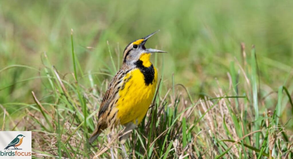 Eastern Meadowlark