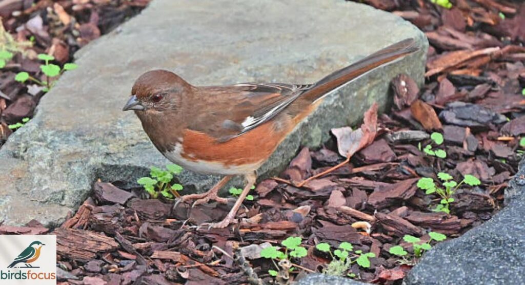 Eastern Towhee