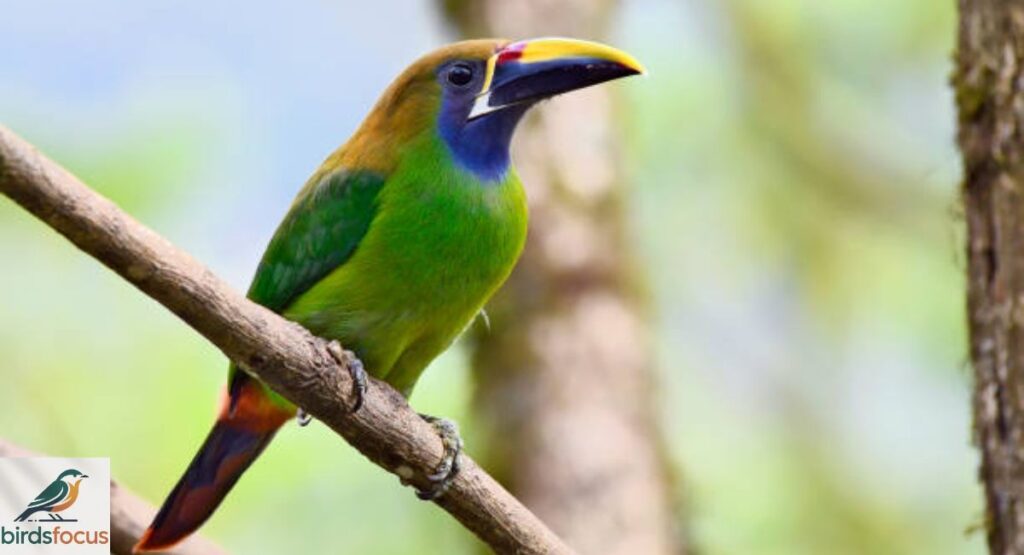 Emerald Toucanet