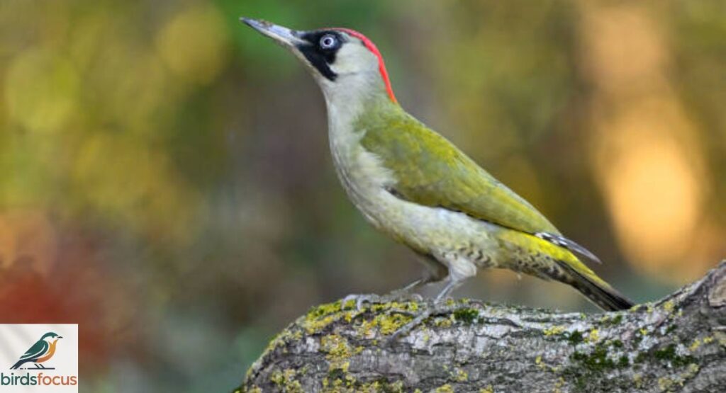 European Green Woodpecker